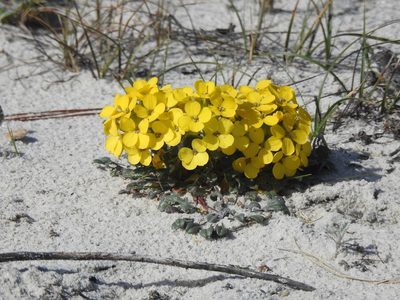 Erysimum menziesii, photographed by Lori Brandt Dudzik