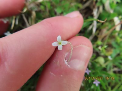 Houstonia micrantha, photographed by Seth G. Breeding