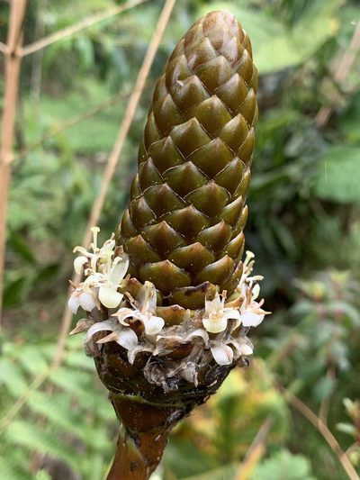 Guzmania coriostachya, photographed by Diego F. Cisneros-Heredia