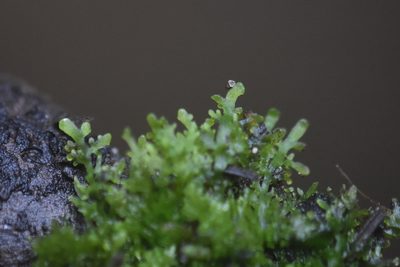Riccardia chamedryfolia, photographed by Braden J. Judson