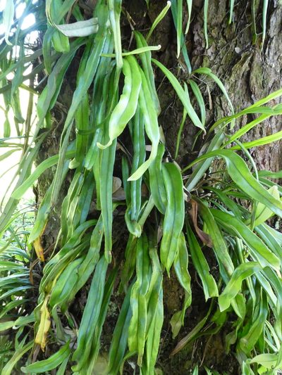Pyrrosia longifolia, photographed by Steve Fitzgerald
