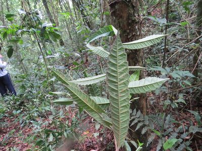 Sorocea bonplandii, photographed by Victor Farjalla Pontes