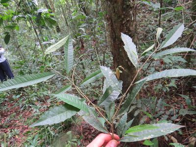 Sorocea bonplandii, photographed by Victor Farjalla Pontes