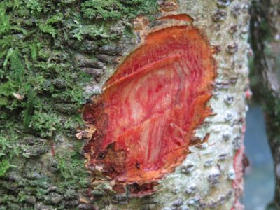 Machaerium nyctitans, photographed by Victor Farjalla Pontes