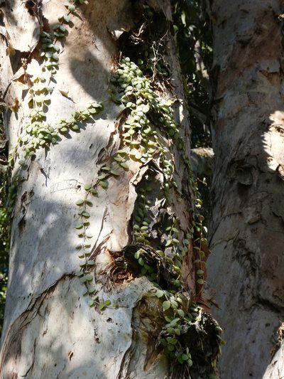 Dischidia nummularia, photographed by Steve Fitzgerald