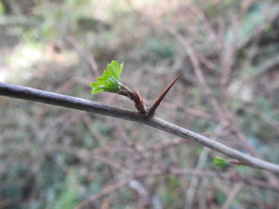 Ribes divaricatum, photographed by Old Goat