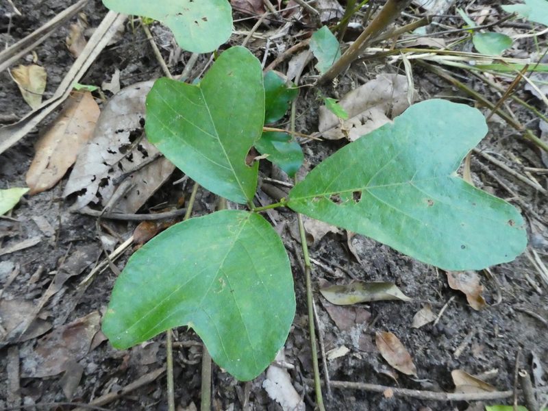 Vandasina retusa, photographed by Steve Fitzgerald