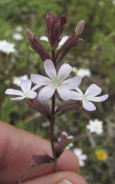 Buchnera pusilla, photographed by Carlos Martorell