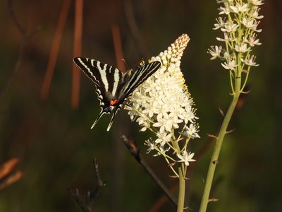Stenanthium densum, photographed by novvictan