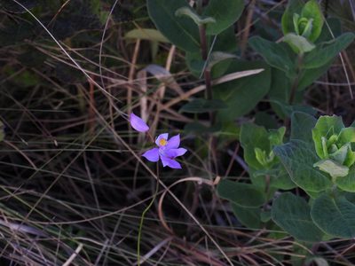 Calopogon barbatus, photographed by novvictan