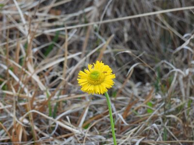 Helenium pinnatifidum, photographed by novvictan