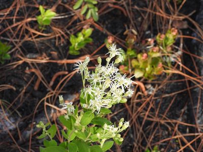 Oclemena reticulata, photographed by novvictan