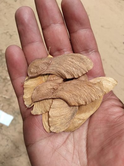 Pterogyne nitens, photographed by Alfredo F. Fuentes Claros