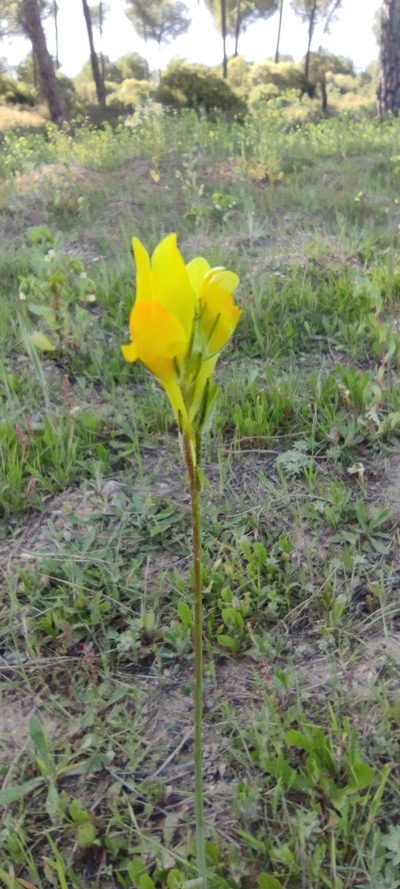 Linaria viscosa, photographed by Santiago Martín-Bravo