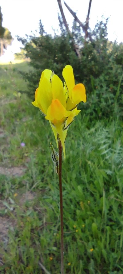 Linaria viscosa, photographed by Santiago Martín-Bravo