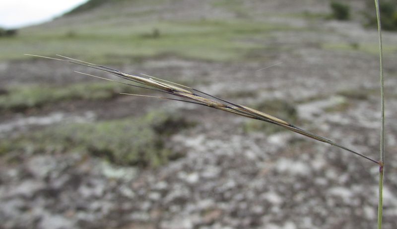 Aristida schiedeana, photographed by Carlos Martorell