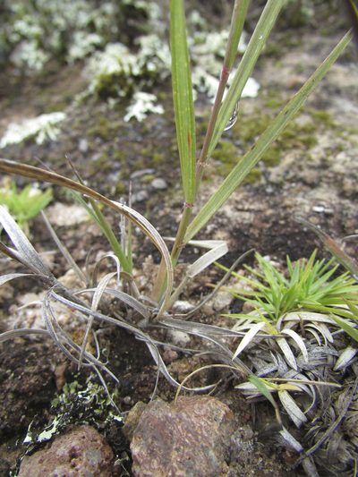 Aristida schiedeana, photographed by Carlos Martorell