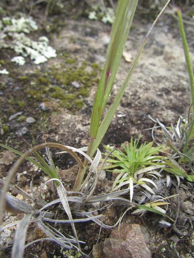 Aristida schiedeana, photographed by Carlos Martorell