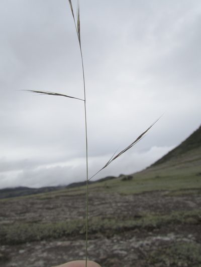 Aristida schiedeana, photographed by Carlos Martorell