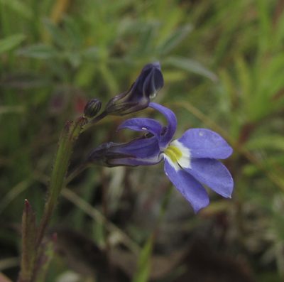 Lobelia nana, photographed by Carlos Martorell