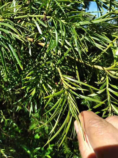 Podocarpus parlatorei, photographed by Alfredo F. Fuentes Claros