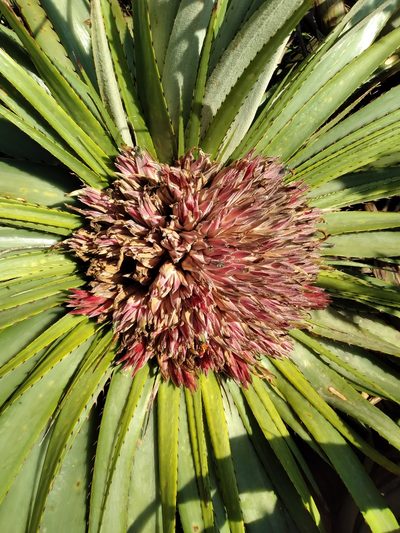 Puya nana, photographed by Alfredo F. Fuentes Claros
