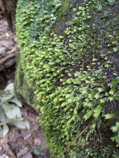 Fissidens asplenioides, photographed by Alfredo F. Fuentes Claros
