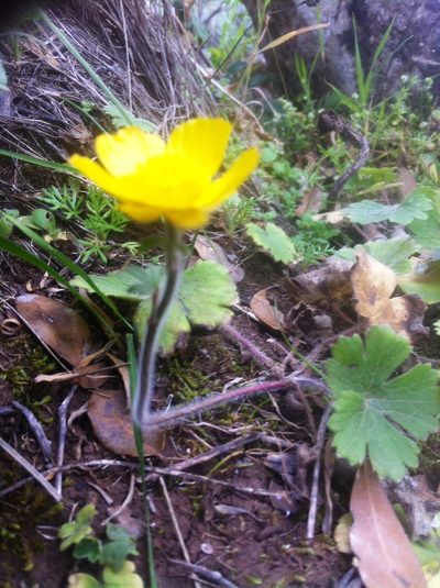 Ranunculus spicatus, photographed by Dyhia YOUSFI