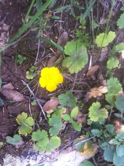 Ranunculus spicatus, photographed by Dyhia YOUSFI