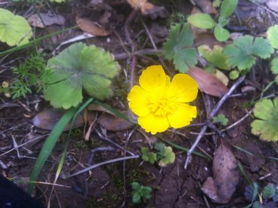 Ranunculus spicatus, photographed by Dyhia YOUSFI