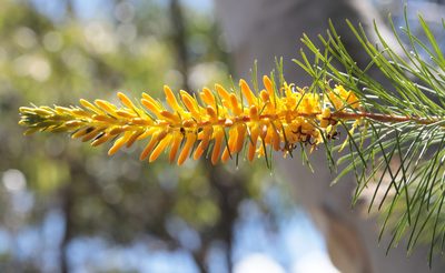 Persoonia pinifolia, photographed by tobyyy
