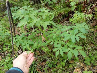 Angelica californica, photographed by Ken-ichi Ueda