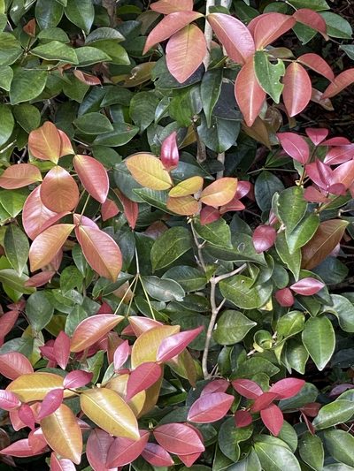 Syzygium nervosum, photographed by Tim