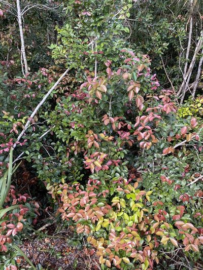 Syzygium nervosum, photographed by Tim