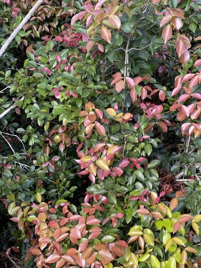 Syzygium nervosum, photographed by Tim