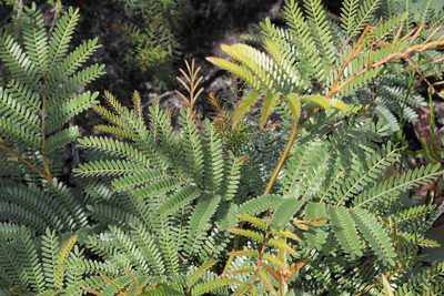 Acacia terminalis, photographed by tobyyy