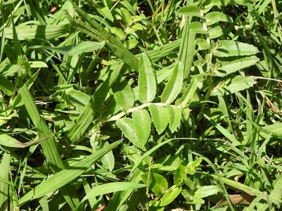 Lobelia concolor, photographed by Greg Tasney