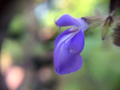 Salvia circinnata, photographed by Adrianh M. Orozco