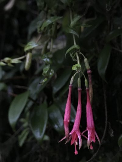 Fuchsia hirtella, photographed by Nicolás Baresch Uribe