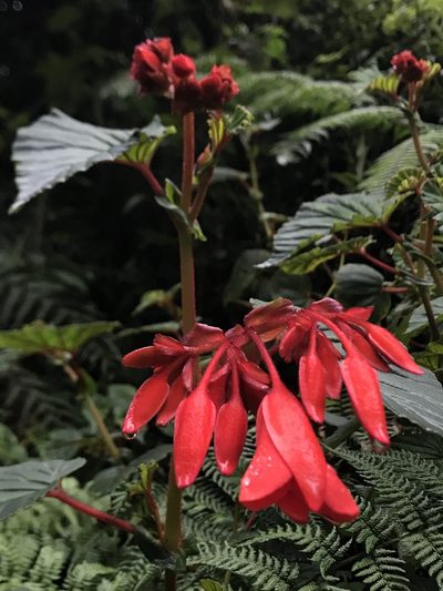 Begonia ferruginea, photographed by Nicolás Baresch Uribe