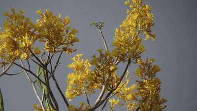Roseodendron donnell-smithii, photographed by maryury