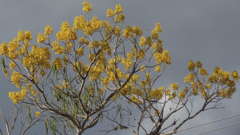 Roseodendron donnell-smithii, photographed by maryury