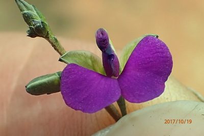 Polygala rehmannii, photographed by Peter Warren