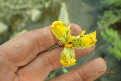 Moraea huttonii, photographed by Peter Warren