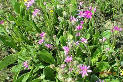 Senecio speciosus, photographed by Peter Warren