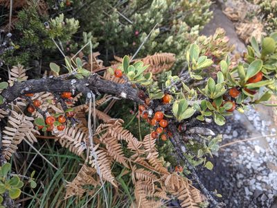Coprosma montana, photographed by Rachel Stringham