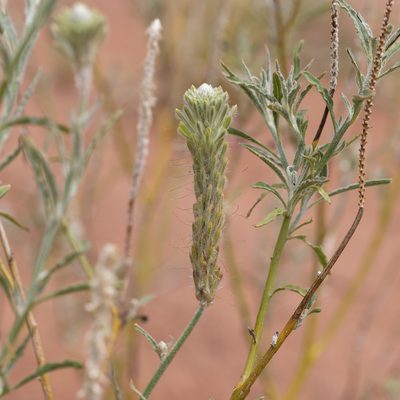 Ptilotus polystachyus, photographed by Kym Nicolson