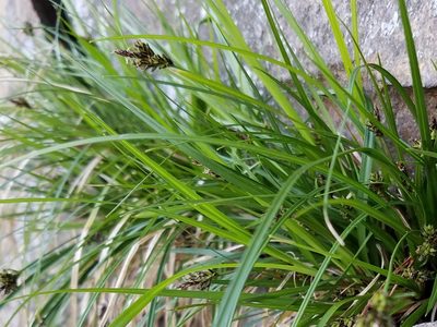 Carex nigromarginata, photographed by Leila Dasher