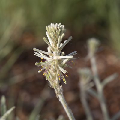 Ptilotus polystachyus, photographed by Kym Nicolson