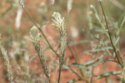 Ptilotus polystachyus, photographed by Kym Nicolson